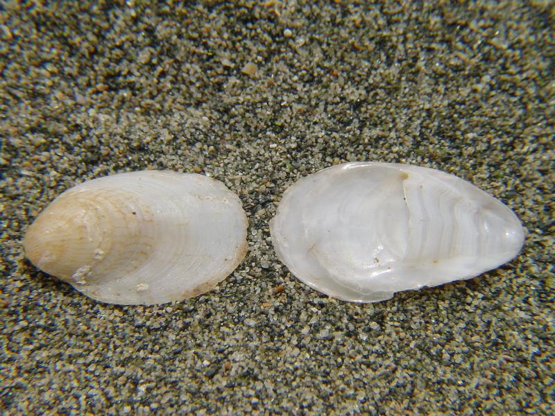 Crepidula unguiformis